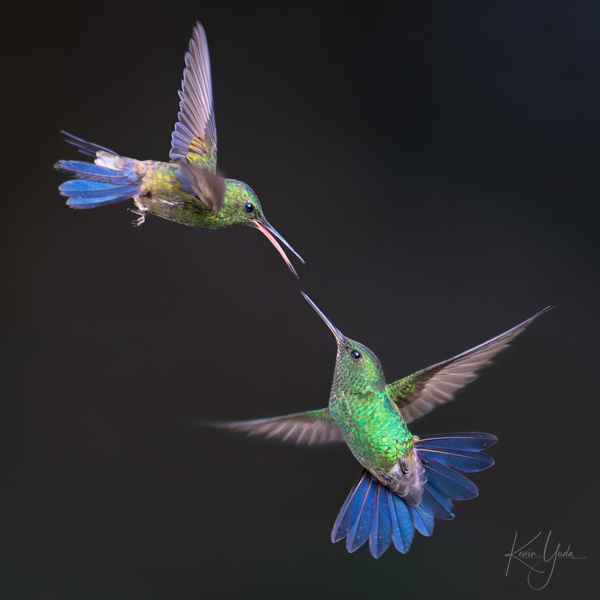 cr-blue-vented-hummingbird