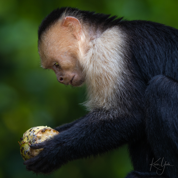 cr-capuchin-monkey