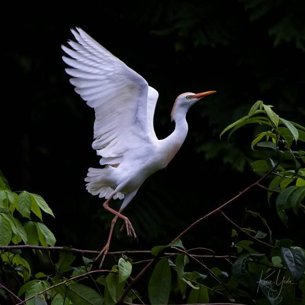 cr-cattle-egret