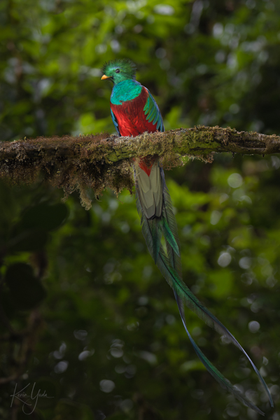 cr-resplendent-quetzal
