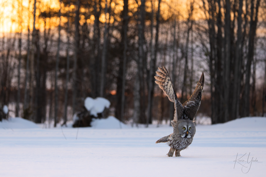 fn-great-grey-owl-sunset