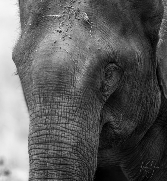 in-asian-elephant