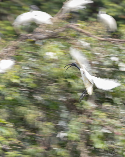 in-black-headed-ibis