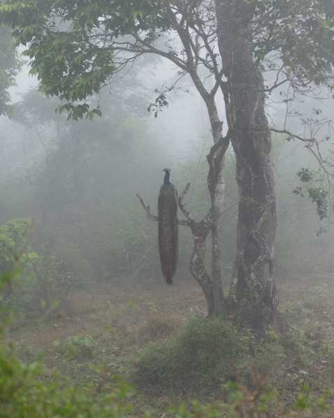 in-peacock-fog