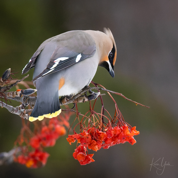 mn-bohemian-waxwing