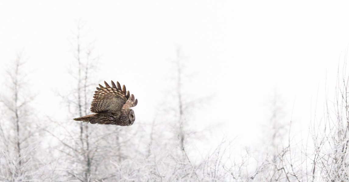 mn-great-grey-owl-fly